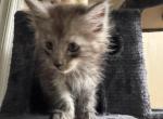 Atlas - Maine Coon Kitten For Sale - Bechtelsville&comma; PA&comma; US