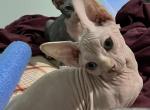 Tigger - Sphynx Kitten For Sale - Hope&comma; AR&comma; US