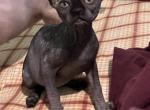 Bluey - Sphynx Kitten For Sale - Hope&comma; AR&comma; US