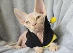 Devon Rex Boy Apollo TICA CFA Ready home Chicago - Devon Rex Kitten For Sale - Lockport&comma; IL&comma; US