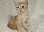 Sunny - American Shorthair Kitten For Sale - Cordova&comma; TN&comma; US