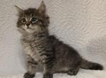 Percy - American Shorthair Kitten For Sale - Cordova&comma; TN&comma; US