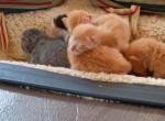 Mixed domestic tabby - Domestic Kitten For Sale - Indianapolis&comma; IN&comma; US
