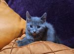 French Chartreux kittens available - Chartreux Kitten For Sale - WA&comma; US