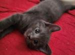 French Chartreux kittens available - Chartreux Kitten For Sale - WA&comma; US