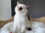 Scottish straight girl - Scottish Straight Kitten For Sale - 