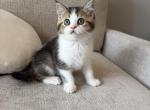 British shorthair boy - British Shorthair Kitten For Sale - Shakopee&comma; MN&comma; US