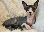Sphynx Boy Reon TICA CFA  Breeding rights - Sphynx Kitten For Sale - Lockport&comma; IL&comma; US