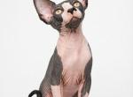 Sphynx Male  CFA  TICA Breeding rights - Sphynx Kitten For Sale/Service - Lockport&comma; IL&comma; US
