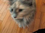 Katy - Domestic Cat For Adoption - Carlisle&comma; MA&comma; US