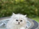 Mochi - Persian Kitten For Sale - Becker&comma; MN&comma; US