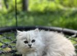 Voiolet - Persian Kitten For Sale - Becker&comma; MN&comma; US