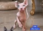 Sphynx DBE Boy Blue Diamond TICA rights - Sphynx Kitten For Sale - Lockport&comma; IL&comma; US