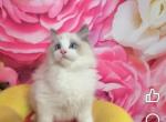Couture Ragdolls Nursery - Ragdoll Kitten For Sale - New York&comma; NY&comma; US