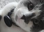 Zumar - Scottish Straight Kitten For Sale - Streamwood&comma; IL&comma; US