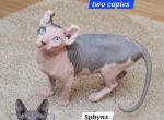 Sphynx Elf Male  TICA Breeding Rights - Sphynx Kitten For Sale/Service - Lockport&comma; IL&comma; US