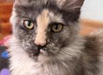 Freya - Maine Coon Kitten For Sale - Monroeville&comma; PA&comma; US