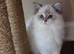 Foxy - Ragdoll Kitten For Sale - Bristow&comma; VA&comma; US