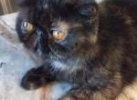 Mary - Exotic Cat For Sale/Retired Breeding - Bonita Springs&comma; FL&comma; US