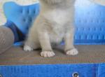 Bella - Ragdoll Kitten For Sale - 