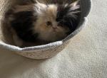 Maui - Persian Kitten For Sale - Medway&comma; OH&comma; US