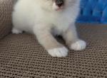 Daisy - Ragdoll Kitten For Sale - 