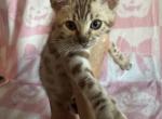 Gucci babies - Bengal Kitten For Sale - 