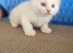 Charlie - Ragdoll Kitten For Sale - 