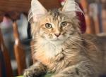 Maine Coon kittens  TICA Registered - Maine Coon Kitten For Adoption - Pelham&comma; NH&comma; US