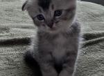 White Collar Eddie Boy - Scottish Fold Kitten For Sale - Monticello&comma; MN&comma; US