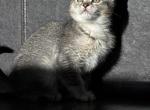 Derpy - Scottish Straight Kitten For Sale - 