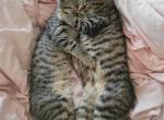 Domestic kitties - American Shorthair Kitten For Sale - Germantown&comma; MD&comma; US