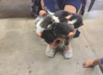 Three cats - Domestic Kitten For Sale - Muncie&comma; IN&comma; US