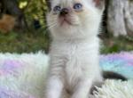 Miss Daisy - Siamese Kitten For Sale - West Branch&comma; MI&comma; US