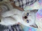 Mr Smooches - Siamese Kitten For Sale - West Branch&comma; MI&comma; US