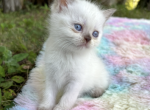 Miss Minnie - Siamese Kitten For Sale - West Branch&comma; MI&comma; US