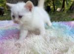 Maverick - Siamese Kitten For Sale - West Branch&comma; MI&comma; US