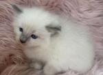 Lilac ragdoll - Ragdoll Kitten For Sale - Barberton&comma; OH&comma; US