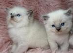 Lilac ragdoll - Ragdoll Kitten For Sale - Barberton&comma; OH&comma; US