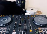 Luna - Domestic Cat For Adoption - Miami&comma; FL&comma; US