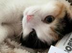 Marsha - Scottish Fold Kitten For Sale - AND&comma; SC&comma; US