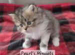Kit Kat - Minuet Kitten For Sale - Salyersville&comma; KY&comma; US