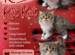 Kit Kat - Minuet Kitten For Sale - Salyersville&comma; KY&comma; US