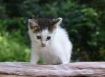 Jem - Domestic Kitten For Sale - Orrville&comma; OH&comma; US
