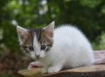 Rilla - Domestic Kitten For Sale - 