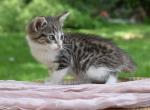 Shirley - Domestic Kitten For Sale - 