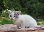 Walter - Domestic Kitten For Sale - 