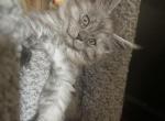 Smoke grey polydactyl male - Maine Coon Kitten For Sale - 
