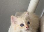 Loki - Ragdoll Kitten For Sale - Naples&comma; FL&comma; US