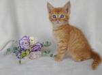 maine coon mix kittens - Maine Coon Kitten For Sale - Avon&comma; PA&comma; US